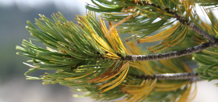 The second Week of Advent:   Receiving the&nbsp;Unknown